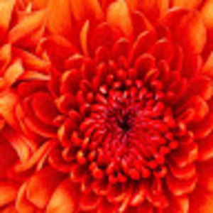 Meet your Posher, Audra